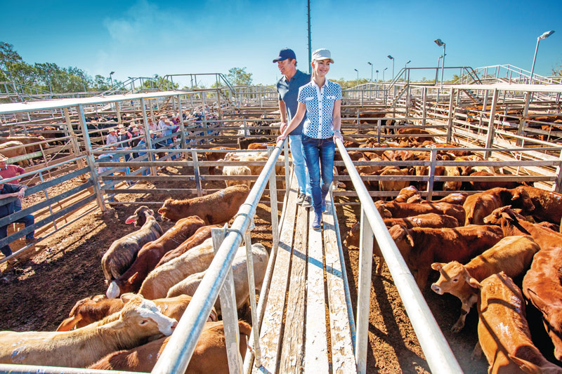 People walking through Roma Saleyards