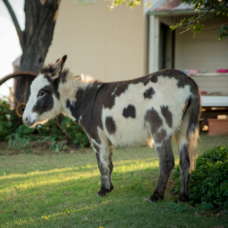 Little donkey on green grass at The Barn at Mount Hope